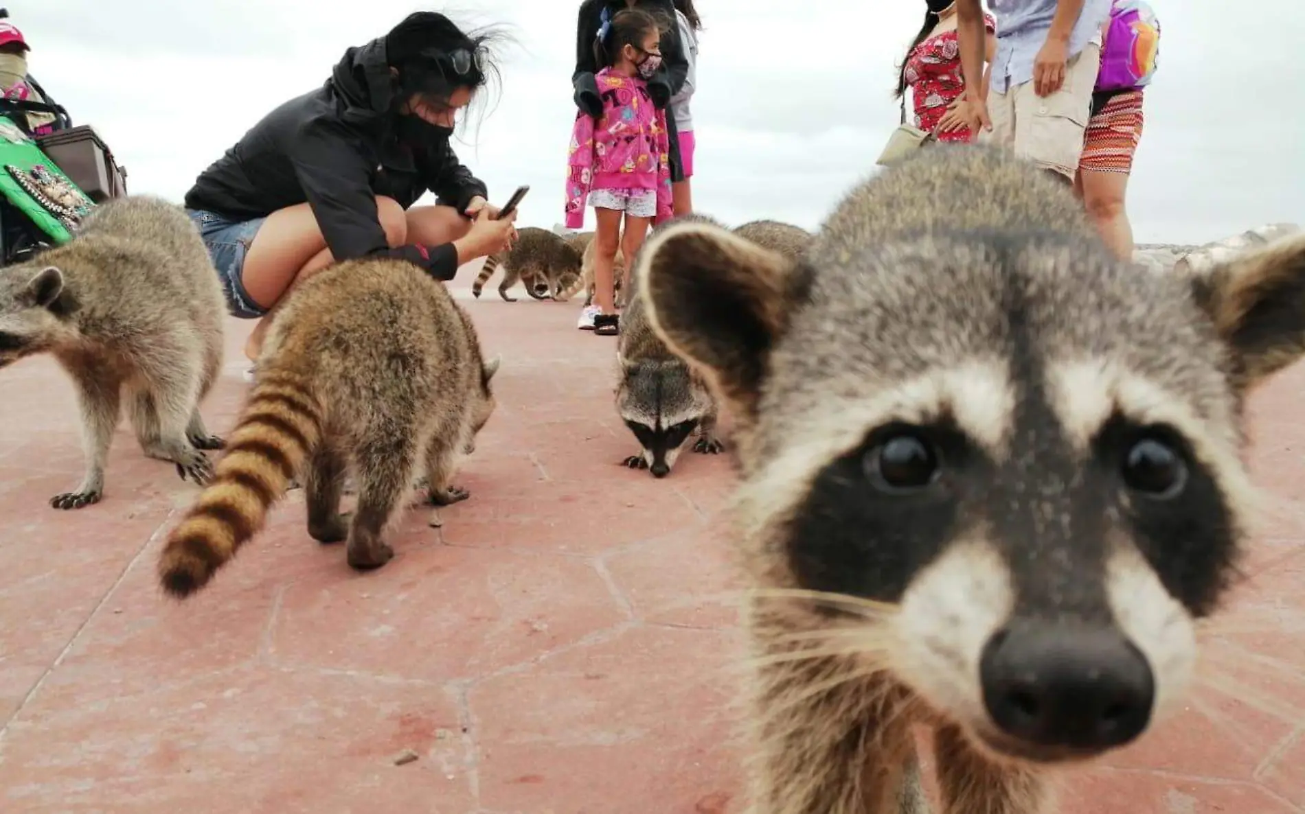 Mapaches muerden a siete turistas que acudieron a playa Miramar